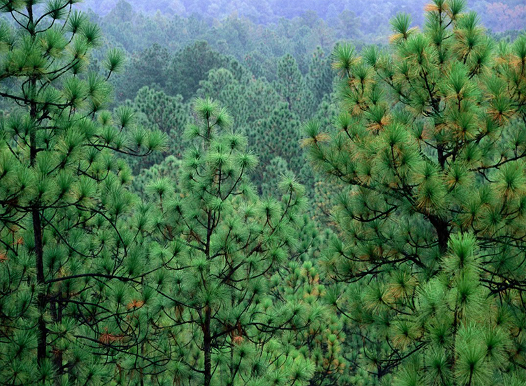 路易斯安那州的基萨奇国家森林公园