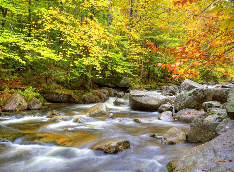 怀特山国家森林公园在缅因州