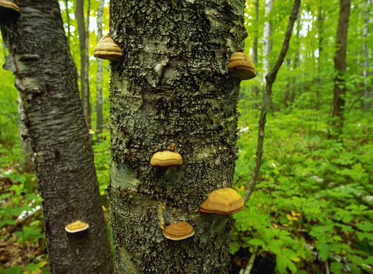 奇珀瓦国家森林公园在明尼苏达州