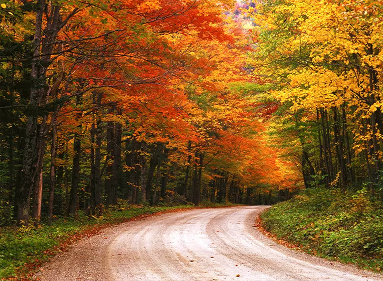 仿真树.jpg 仿真树