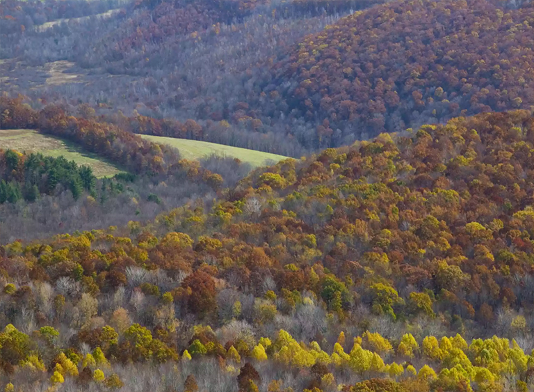 仿真树.jpg 仿真树