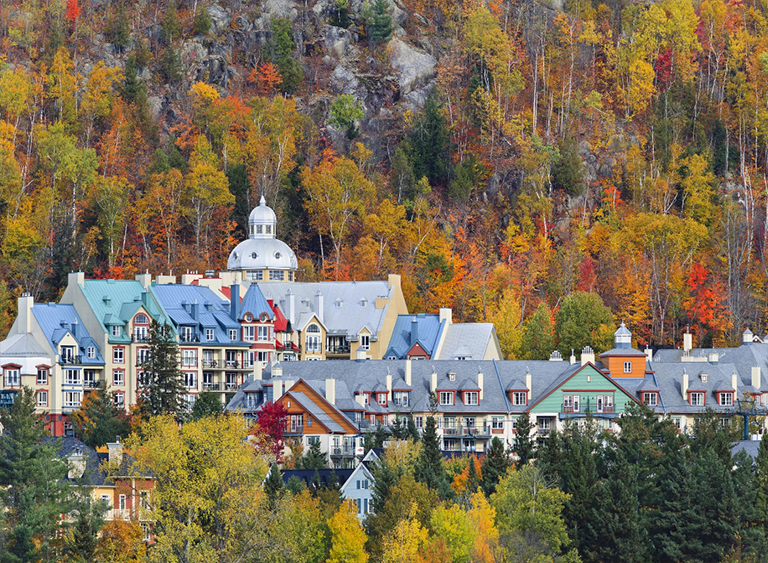仿真树.jpg 仿真树