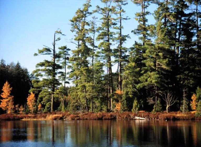 仿真树.jpg 仿真树