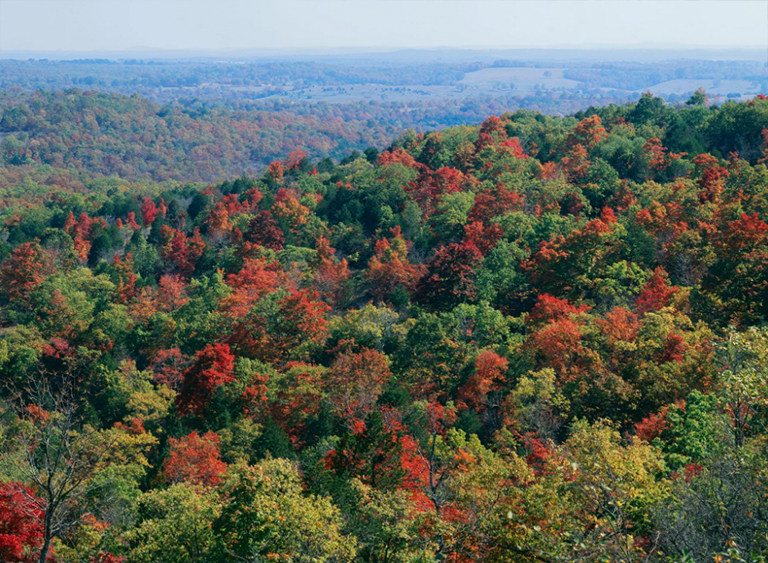 仿真树.jpg 仿真树