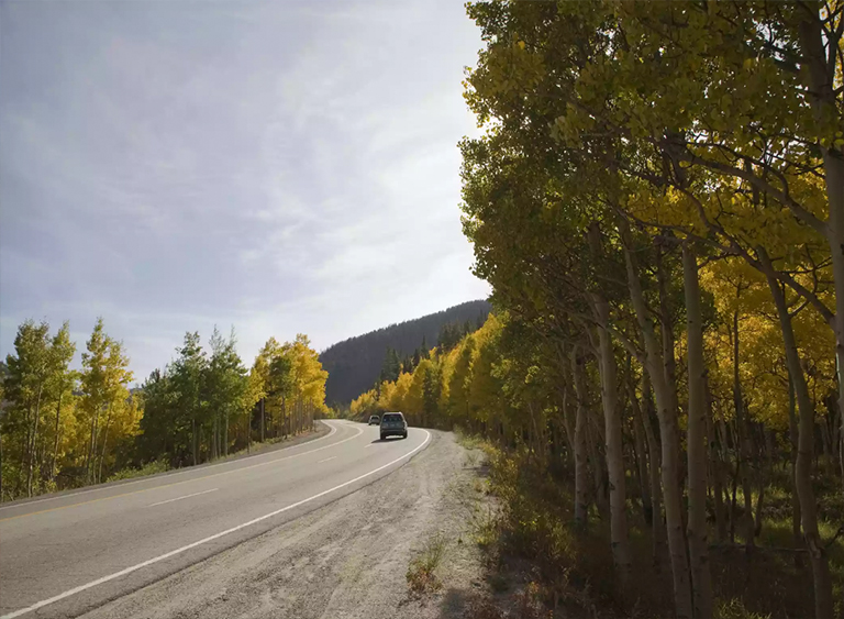 仿真树.jpg 仿真树