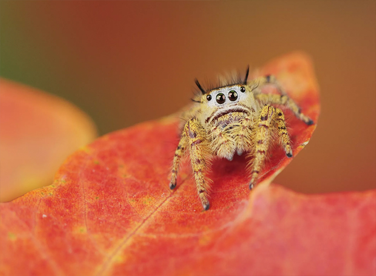 仿真树.jpg 仿真树