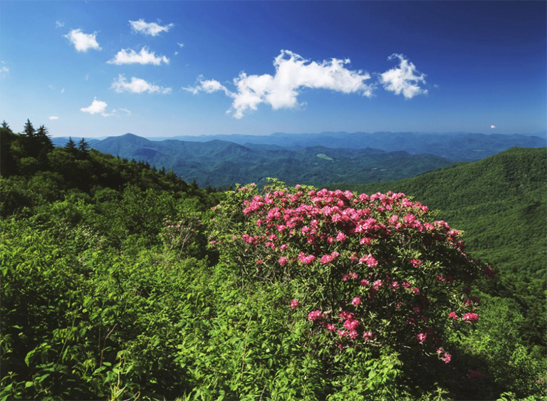 北卡罗莱纳州的皮斯加国家森林