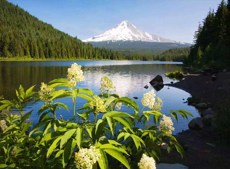 俄勒冈州胡德山国家森林