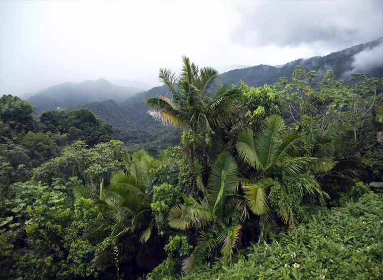 波多黎各的云盖国家森林公园