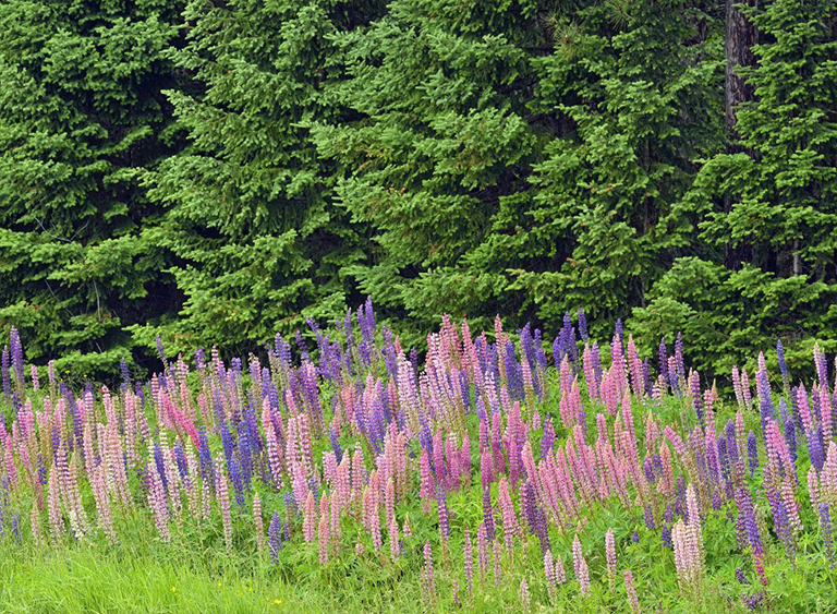 威斯康星州切夸梅贡-尼科莱特国家森林.jpg 威斯康星州切夸梅贡-尼科莱特国家森林