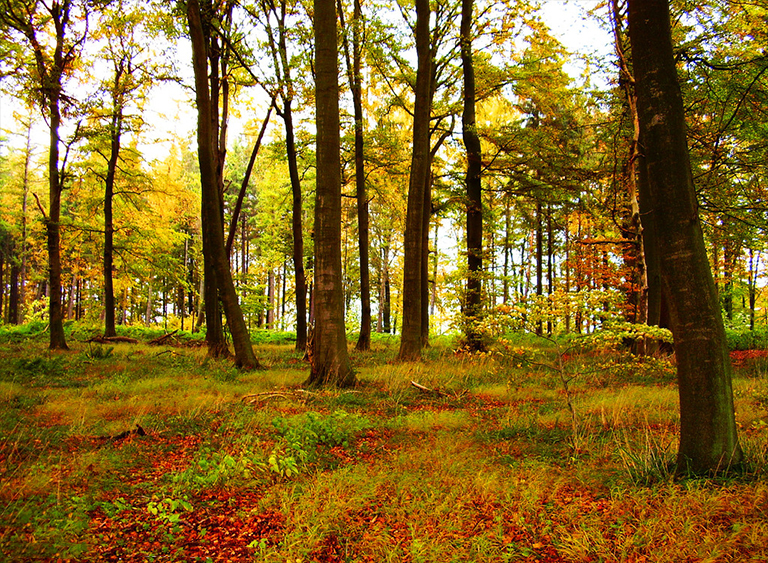 仿真树.jpg 仿真树