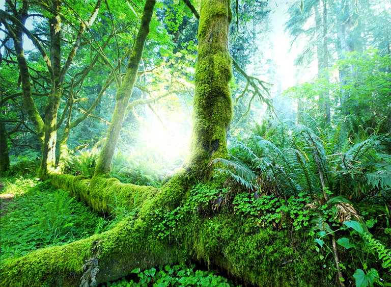 仿真树.jpg 仿真树