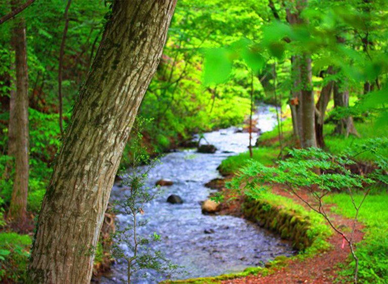 仿真树.jpg 仿真树