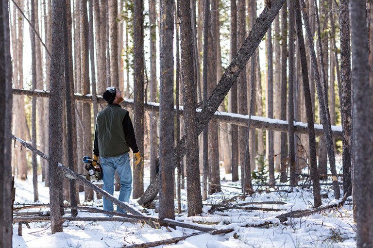 仿真树.jpg 仿真树