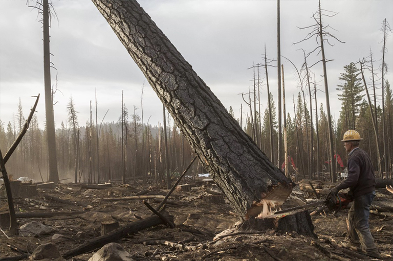仿真树.jpg 仿真树