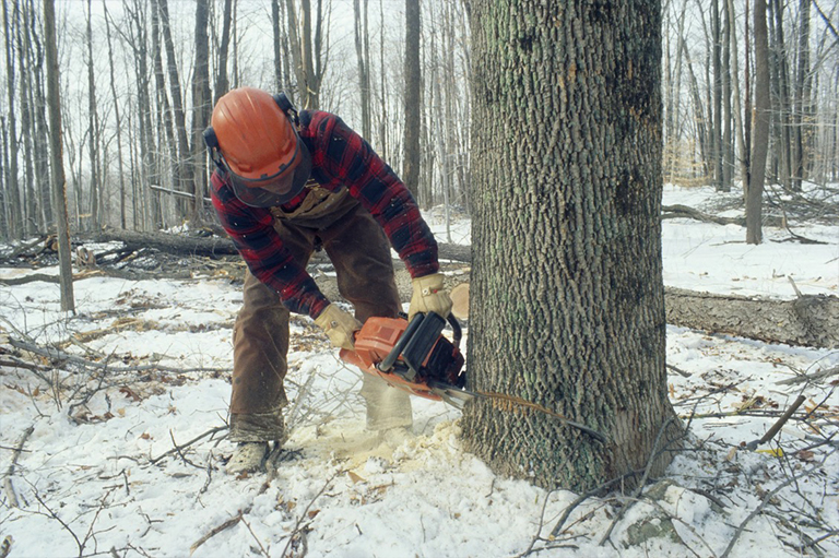 用链锯砍树步骤有图详解同样适用于树