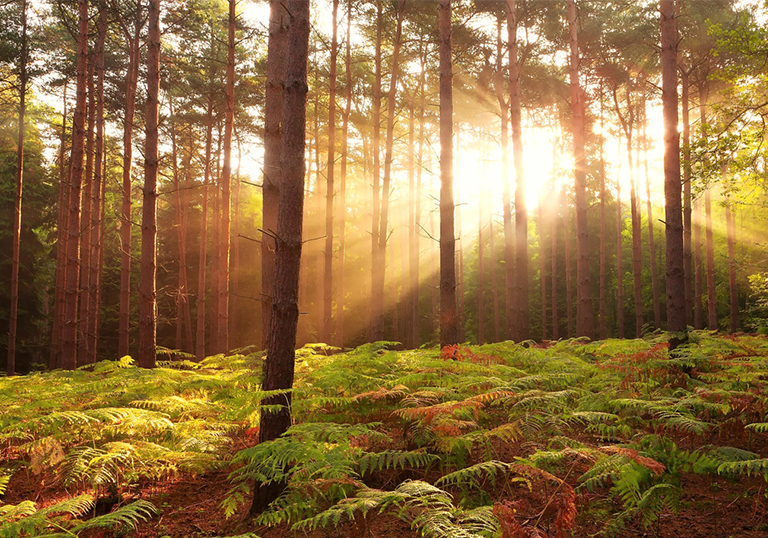 仿真树.jpg 仿真树