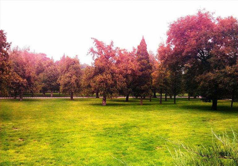 仿真树.jpg 仿真树