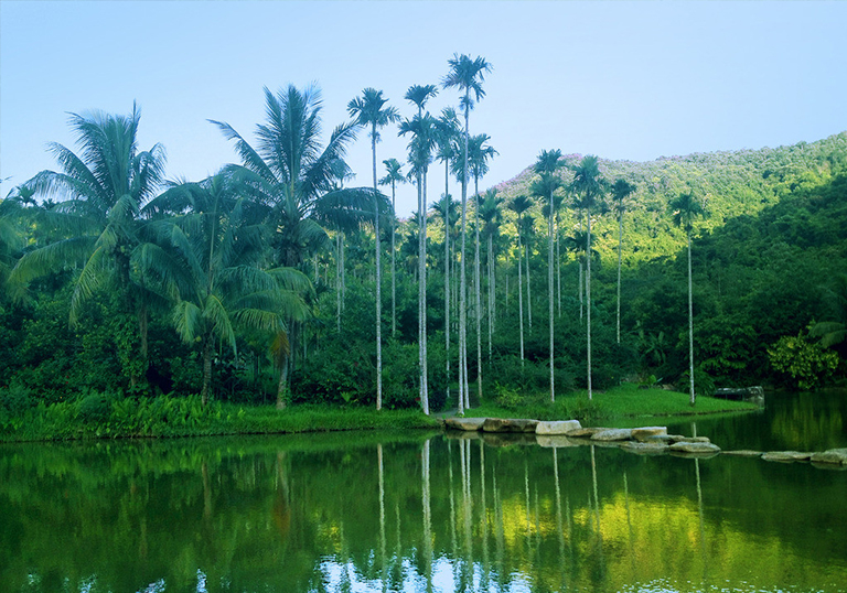 热带雨林.jpg 热带雨林