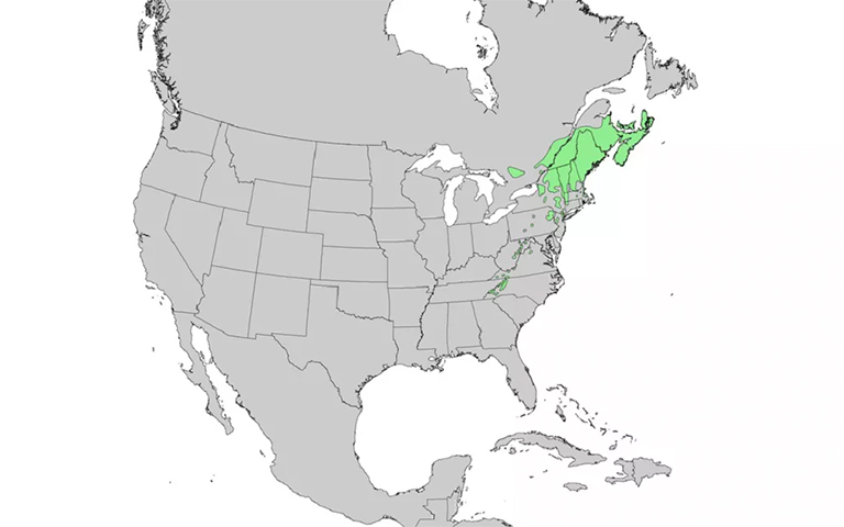 仿真树.jpg 仿真树