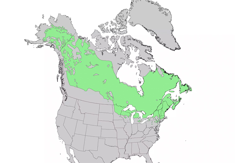 仿真树.jpg 仿真树