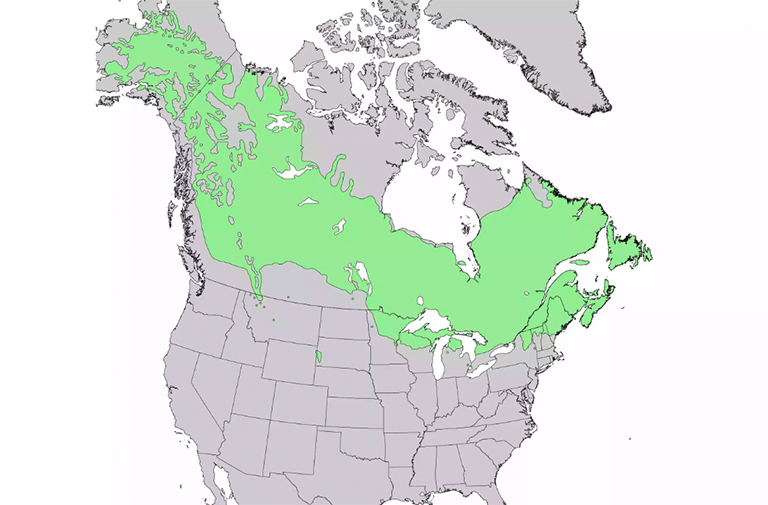 仿真树.jpg 仿真树