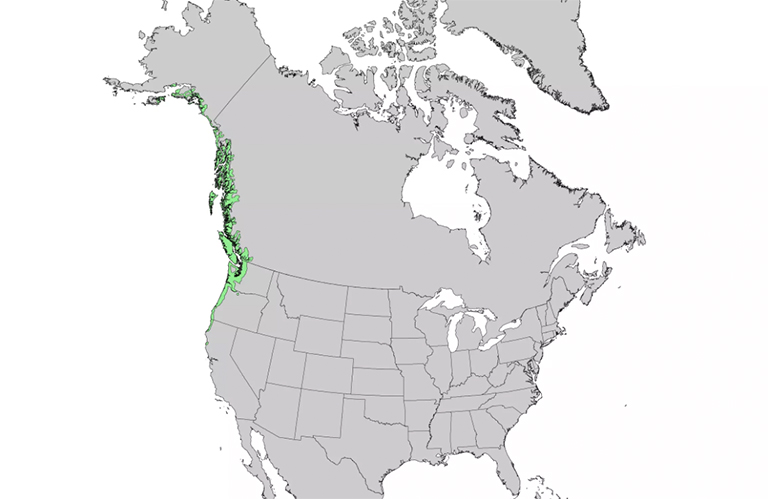 仿真树.jpg 仿真树