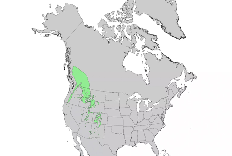 仿真树.jpg 仿真树