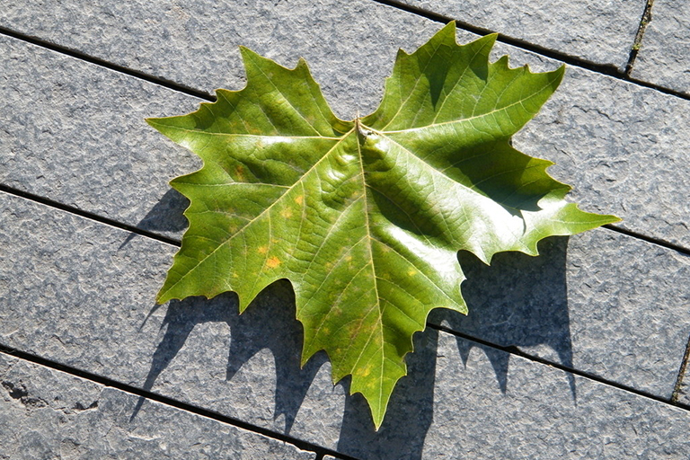 树叶收藏.jpg 树叶收藏