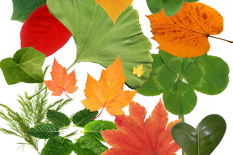 树叶收藏.jpg 树叶收藏