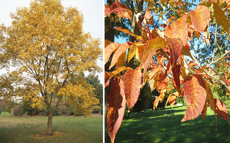 山核桃illinoinensis.jpg 山核桃illinoinensis