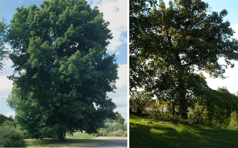 苦核桃山核桃.jpg 苦核桃山核桃