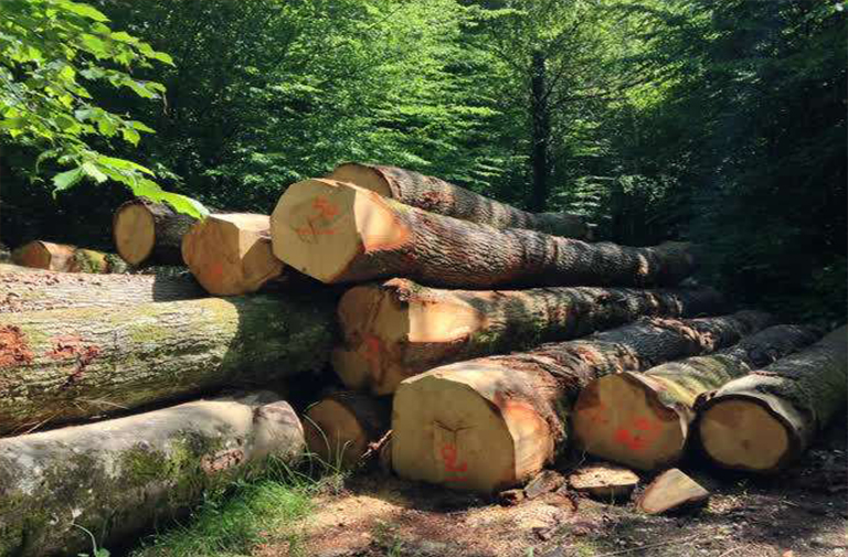 木材巡航点采样.jpg 木材巡航点采样