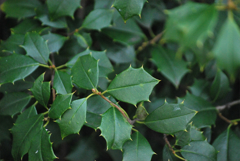 美国冬青.jpg 美国冬青