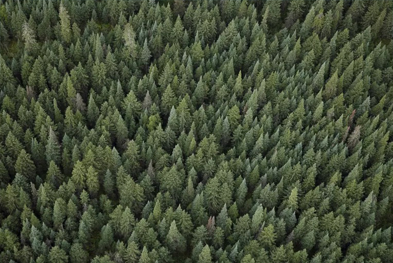 木材旋转期.jpg 木材旋转期