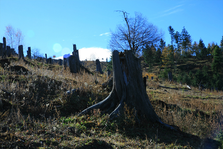 木材旋转期.jpg 木材旋转期