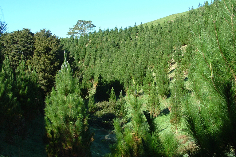 仿真树.jpg 仿真树
