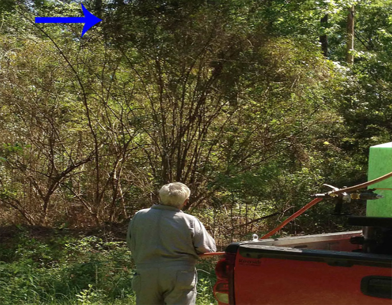 叶树的应用.jpg 叶树的应用