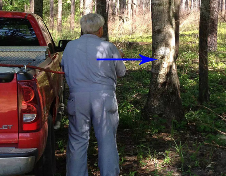 树皮应用.jpg 树皮应用