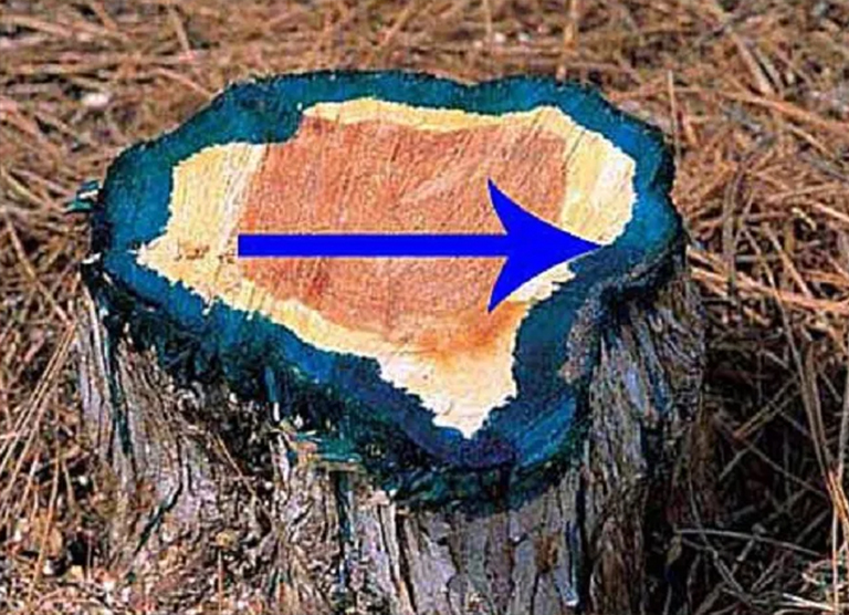 树桩树的应用.jpg 树桩树的应用