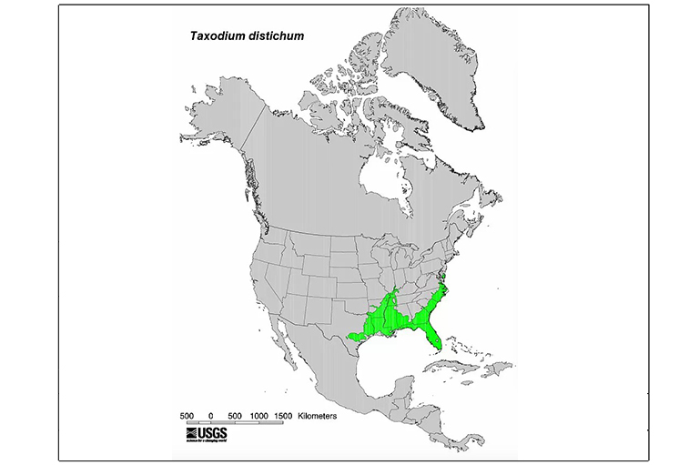 橡树胶柏树型地图.jpg 橡树胶柏树型地图