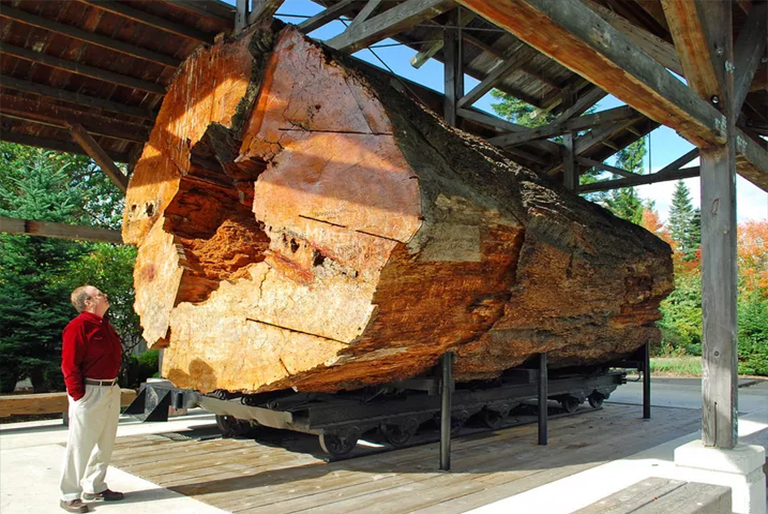 树木解剖.jpg 树木解剖