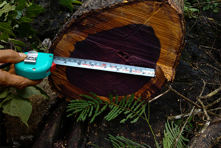 树木解剖.jpg 树木解剖