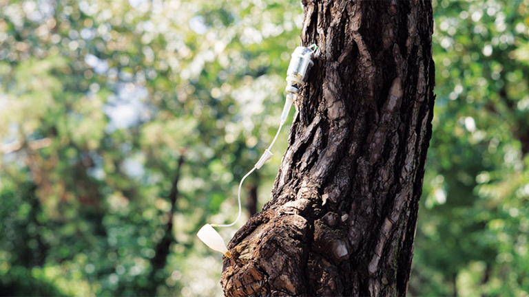 树木解剖.jpg 树木解剖