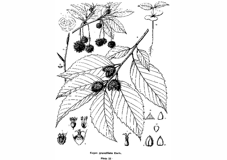 美国山毛榉.jpg 美国山毛榉