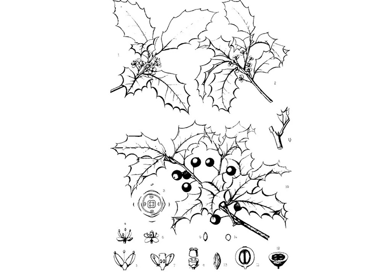 美国冬青.jpg 美国冬青