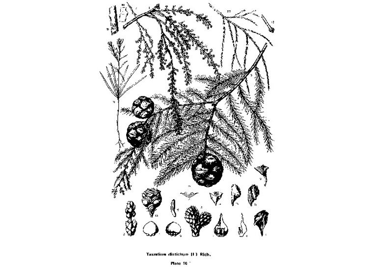 秃头柏红豆杉.jpg 秃头柏红豆杉