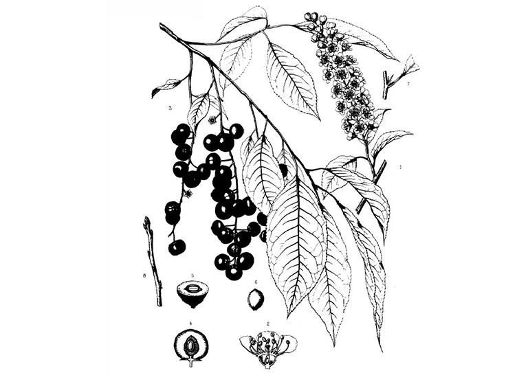 黑樱桃樱桃李.jpg 黑樱桃樱桃李