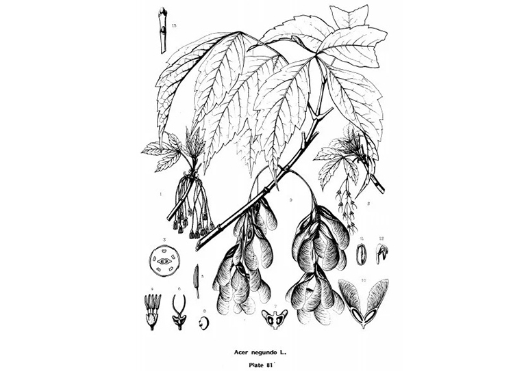 Boxerder.jpg Boxerder