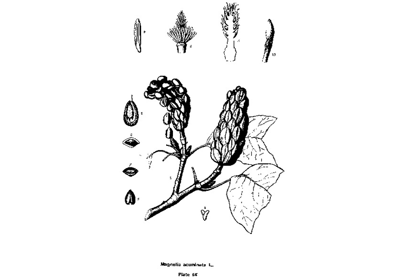 黄瓜木兰.jpg 黄瓜木兰